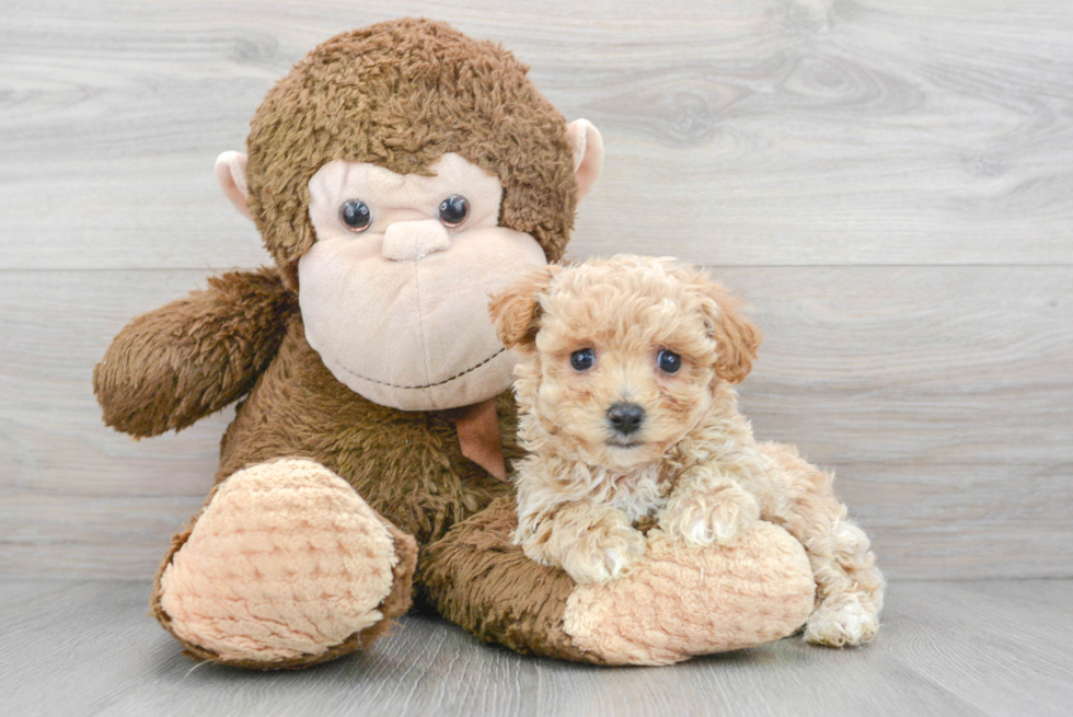 Adorable Maltepoo Poodle Mix Puppy