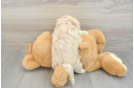 Maltipoo Puppy for Adoption