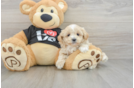 Adorable Malt Oodle Poodle Mix Puppy