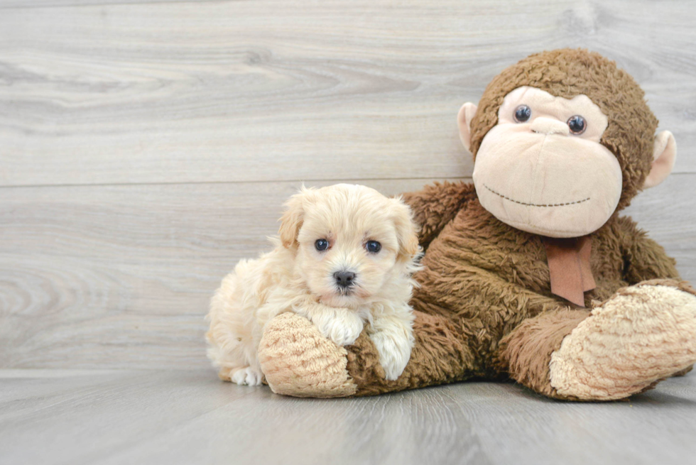 Best Maltipoo Baby