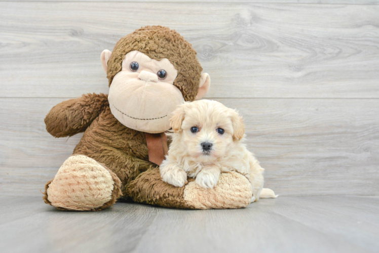 Popular Maltipoo Poodle Mix Pup