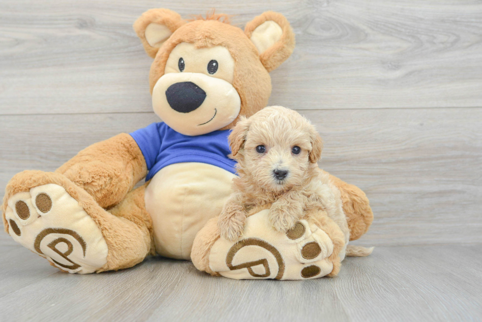 Little Maltepoo Poodle Mix Puppy