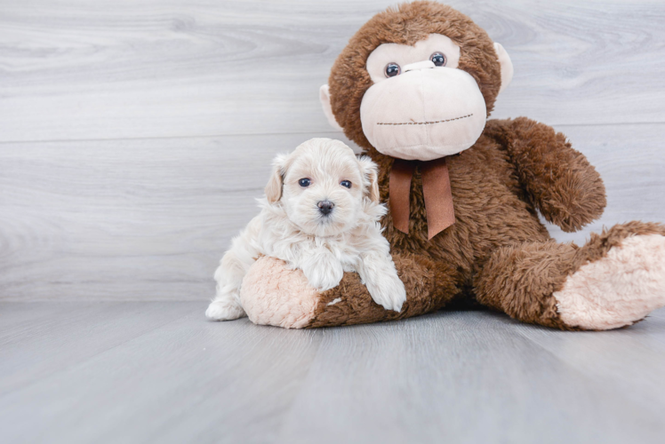 Maltipoo Puppy for Adoption