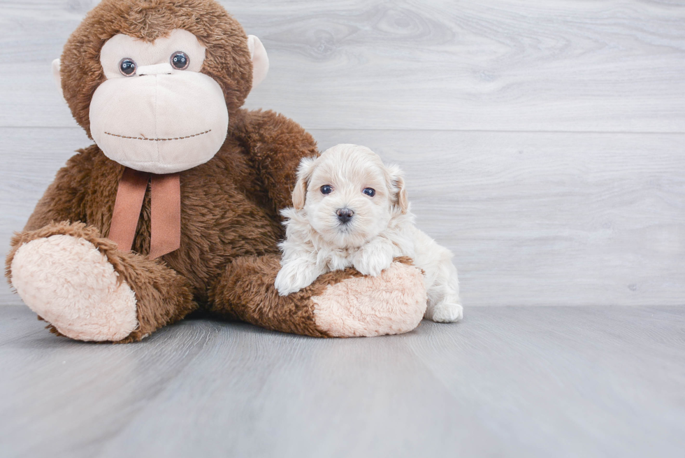 Maltipoo Puppy for Adoption