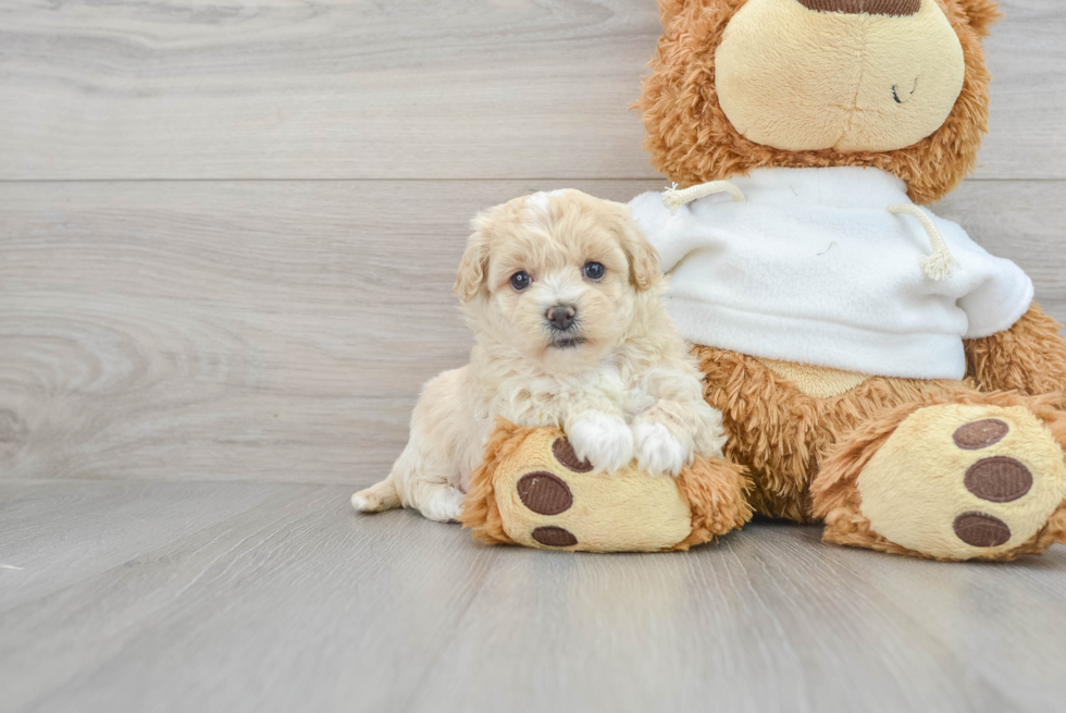 Maltipoo Puppy for Adoption