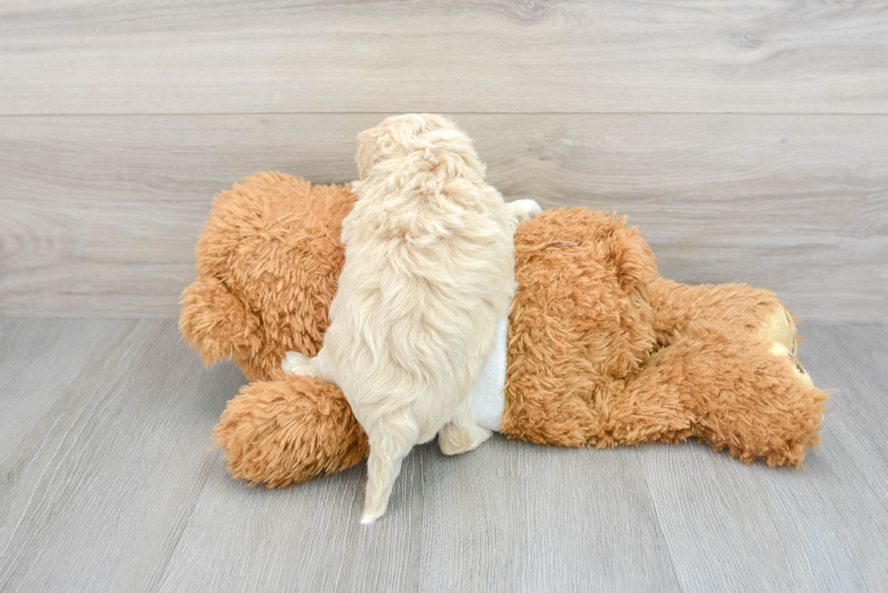 Happy Maltipoo Baby