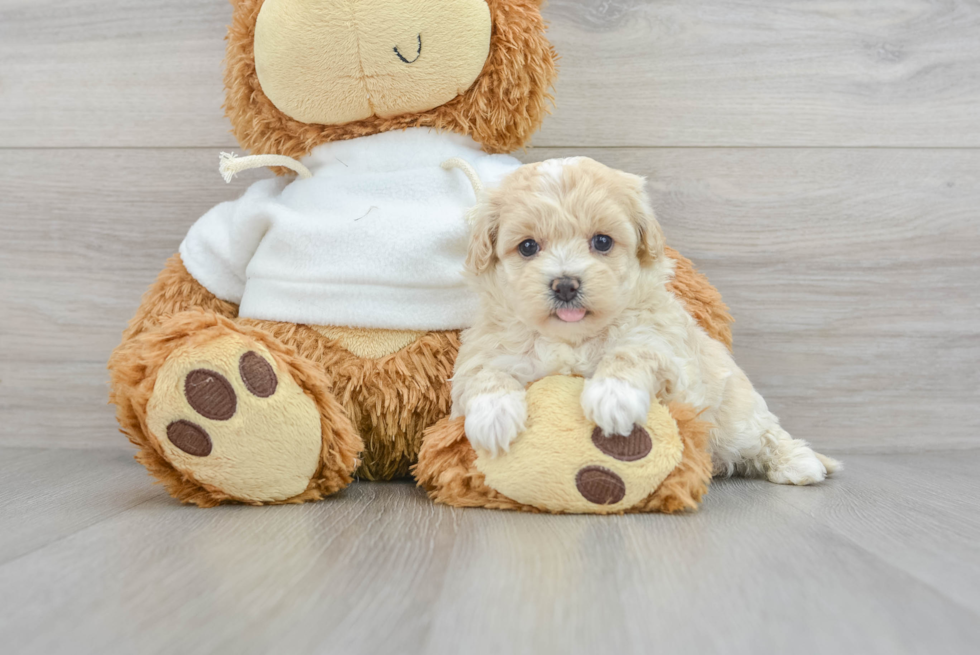 Popular Maltipoo Poodle Mix Pup