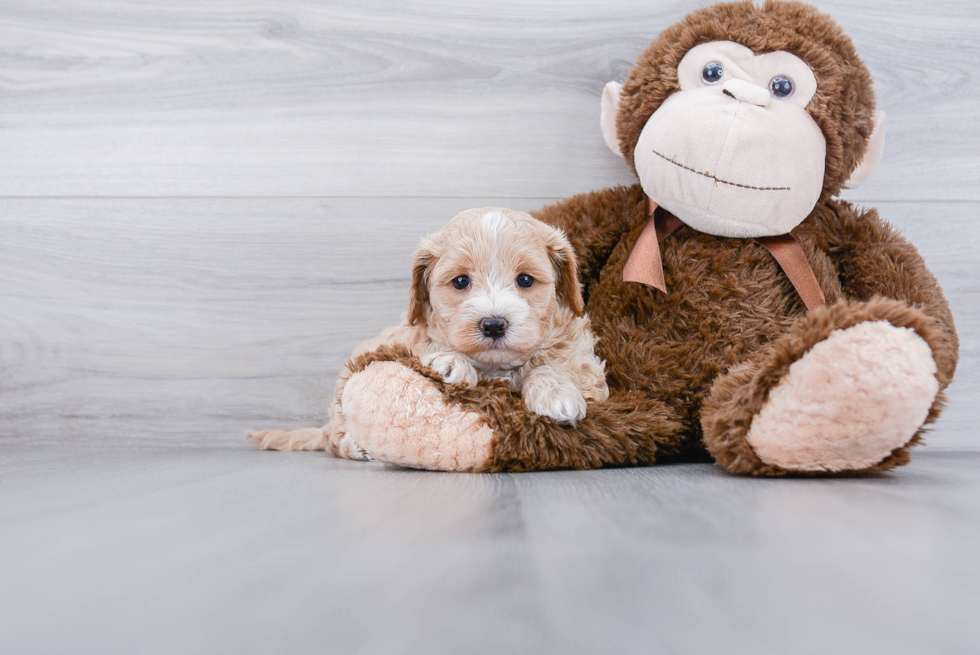 Maltipoo Pup Being Cute