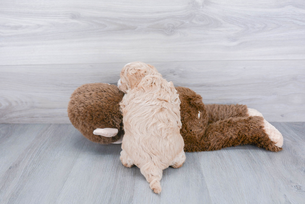 Maltipoo Pup Being Cute