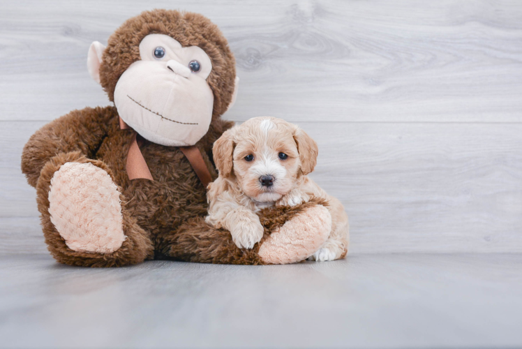 Maltipoo Pup Being Cute