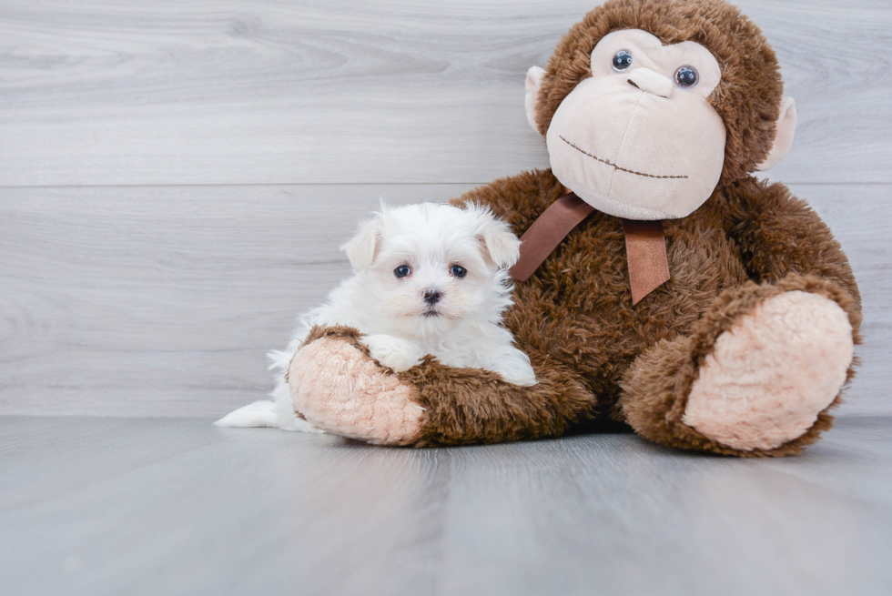 Adorable Maltepoo Poodle Mix Puppy