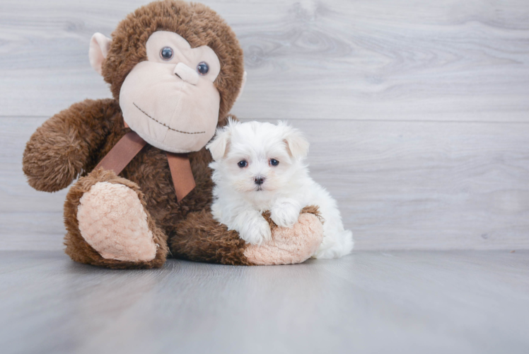 Energetic Maltepoo Poodle Mix Puppy