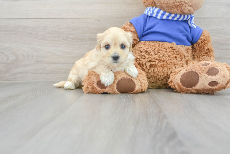 Maltipoo Puppy for Adoption