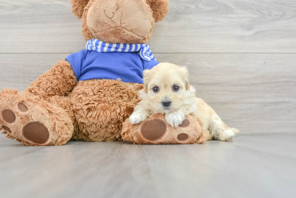 Hypoallergenic Maltepoo Poodle Mix Puppy