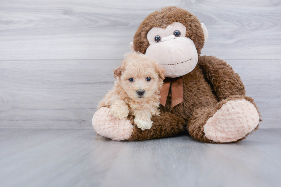 Petite Maltipoo Poodle Mix Pup