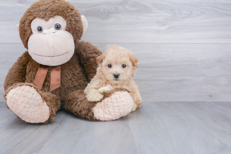 Petite Maltipoo Poodle Mix Pup