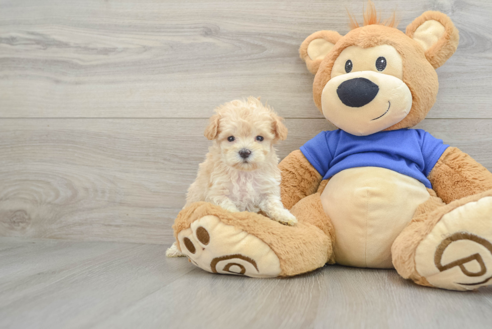 Maltipoo Pup Being Cute