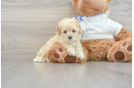 Fluffy Maltipoo Poodle Mix Pup