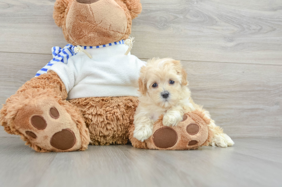 5 week old Maltipoo Puppy For Sale - Premier Pups