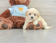 8 week old Maltipoo Puppy For Sale - Premier Pups