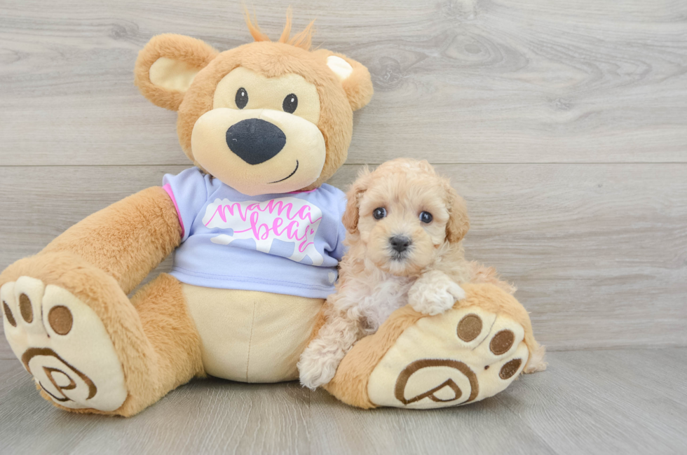 6 week old Maltipoo Puppy For Sale - Premier Pups