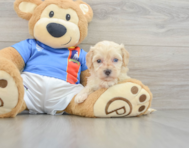 8 week old Maltipoo Puppy For Sale - Premier Pups
