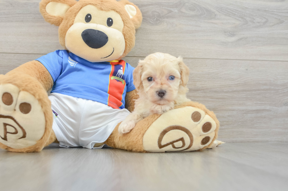 5 week old Maltipoo Puppy For Sale - Premier Pups