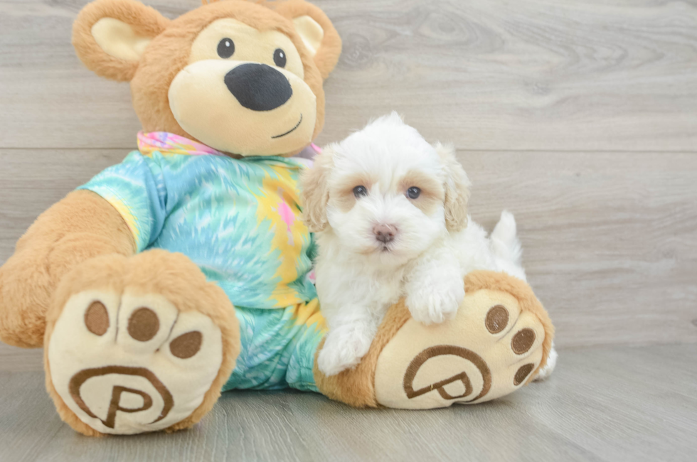 6 week old Maltipoo Puppy For Sale - Premier Pups