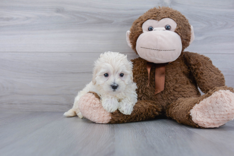 Maltipoo Pup Being Cute