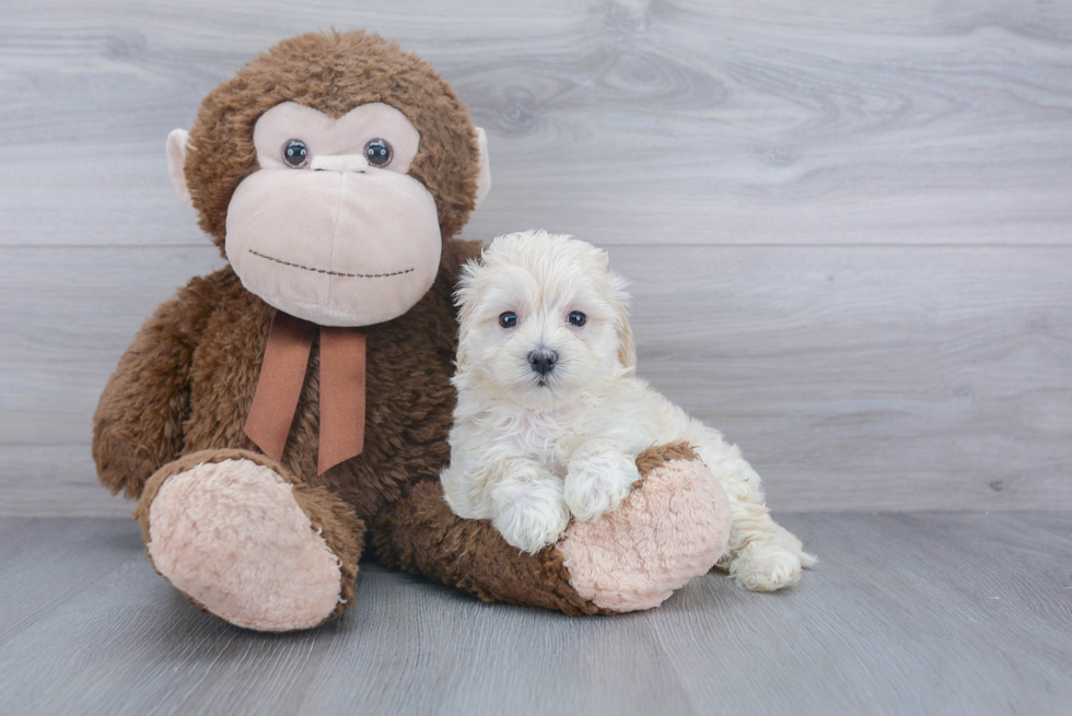 Fluffy Maltipoo Poodle Mix Pup