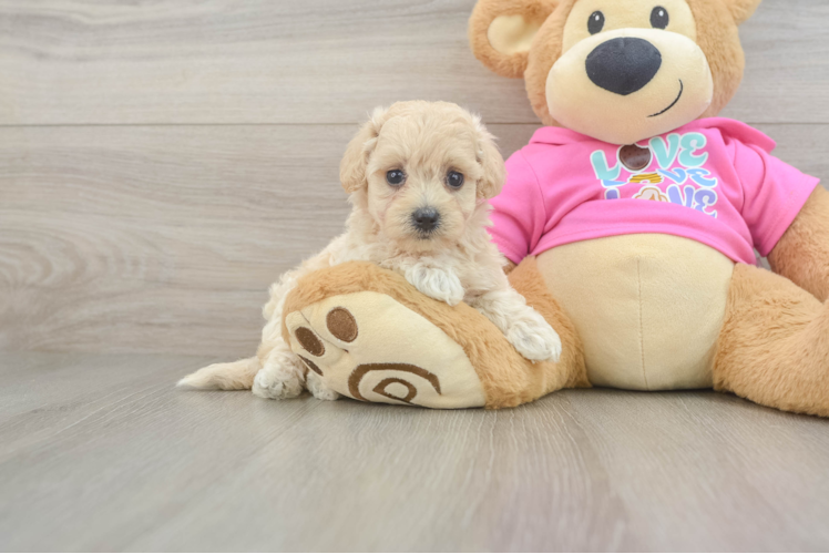 Popular Maltipoo Poodle Mix Pup