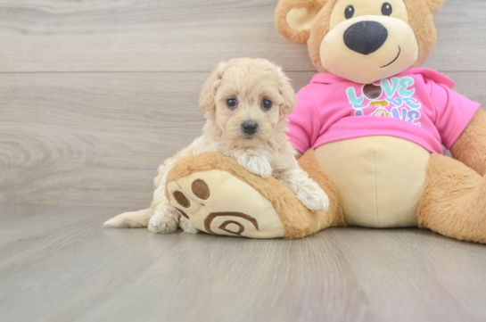 Popular Maltipoo Poodle Mix Pup