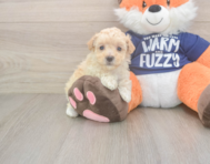 8 week old Maltipoo Puppy For Sale - Premier Pups