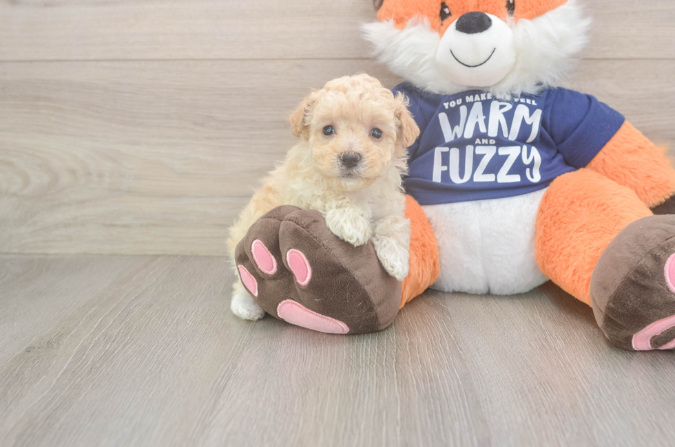 6 week old Maltipoo Puppy For Sale - Premier Pups