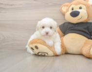8 week old Maltipoo Puppy For Sale - Premier Pups
