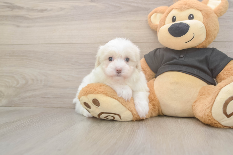 5 week old Maltipoo Puppy For Sale - Premier Pups