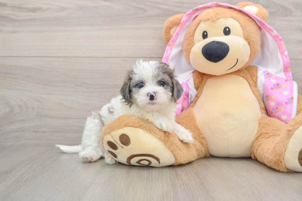 Sweet Maltipoo Baby