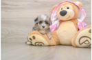 Best Maltipoo Baby