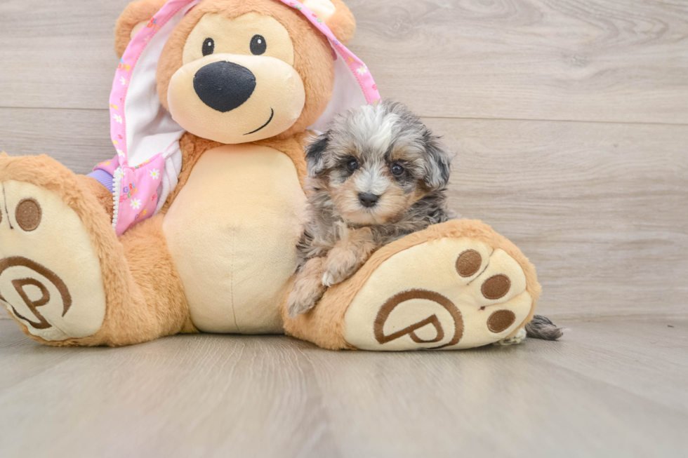 Playful Malt a Poo Poodle Mix Puppy