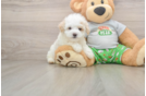 Adorable Multipoo Poodle Mix Puppy