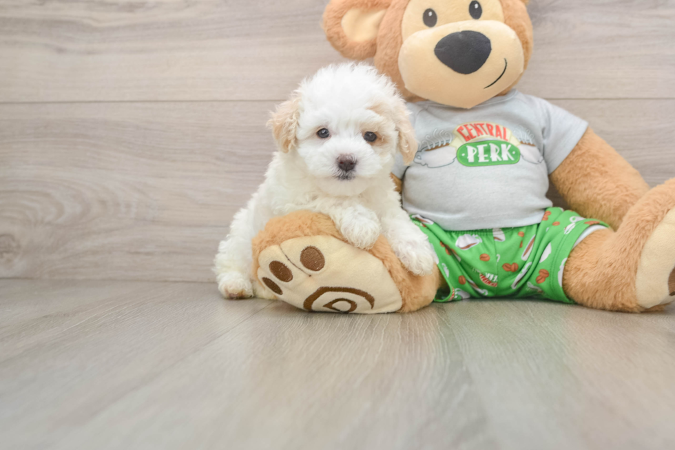 Adorable Multipoo Poodle Mix Puppy