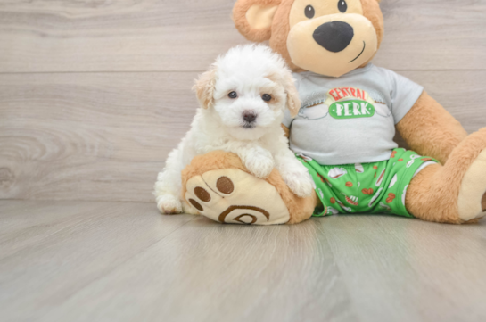 Adorable Multipoo Poodle Mix Puppy