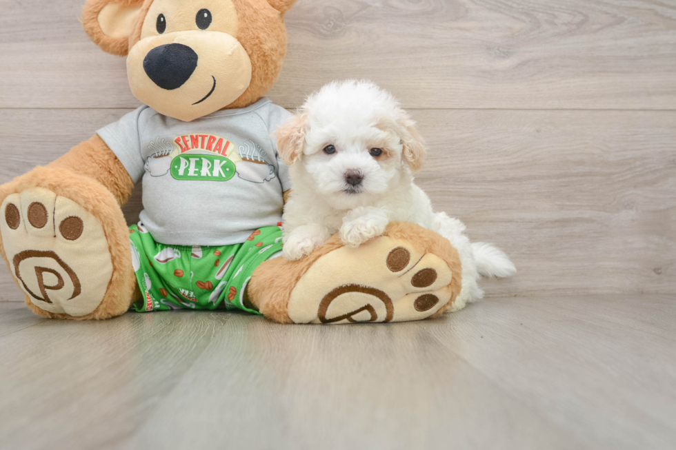 Petite Maltipoo Poodle Mix Pup