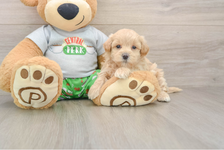 Playful Maltepoo Poodle Mix Puppy