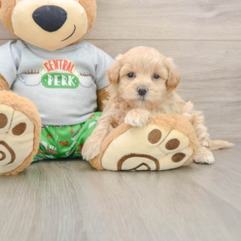 Playful Maltepoo Poodle Mix Puppy
