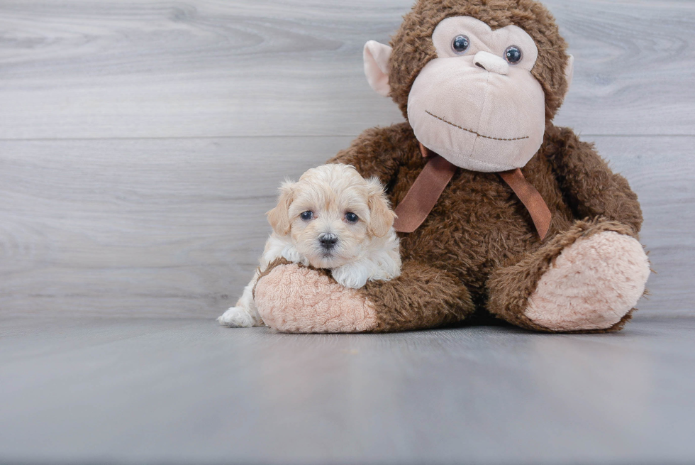 Maltipoo Pup Being Cute