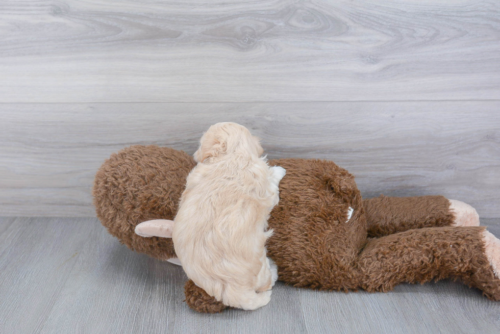 Maltipoo Pup Being Cute