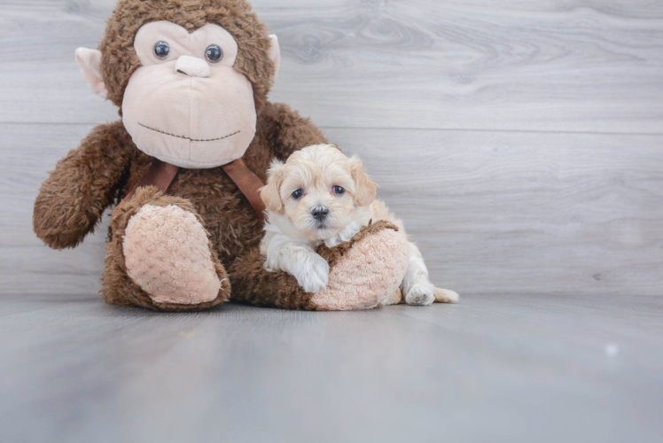 Small Maltipoo Baby