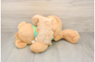 Best Maltipoo Baby