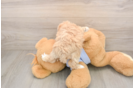 Maltipoo Puppy for Adoption
